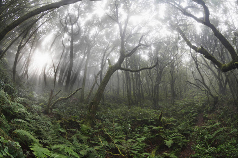 无人,横图,室外,白天,仰视,旅游,度假,草地,草坪,美景,树林,植物,西班牙,欧洲,阴影,梦幻,发光,光束,光线,影子,景观,枝条,光亮,娱乐,草,树,树木,树枝,绿色,阳光,自然,享受,休闲,景色,放松,生长,成长,未来,加纳利群岛,南欧,发亮,自然风光,加那利群岛,憧憬,西班牙王国,虬枝,枝杈,戈梅拉岛,加拉霍奈国家公园,彩图,低角度拍摄