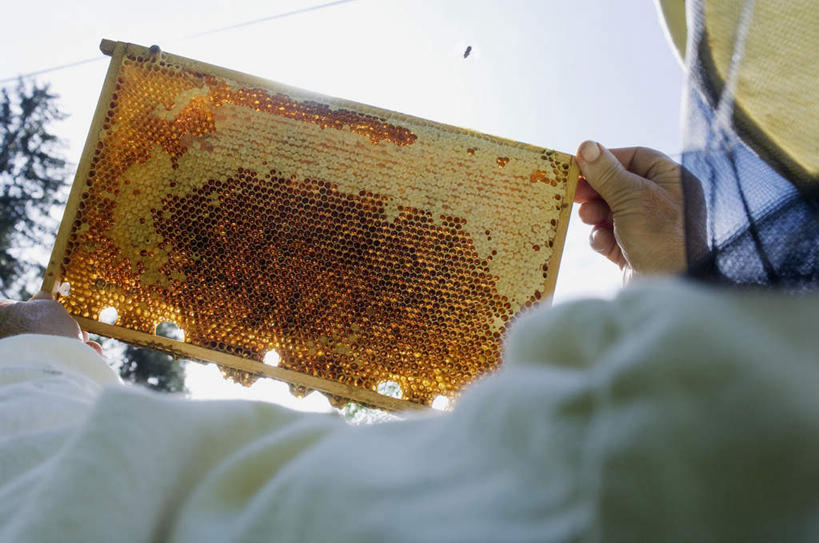 蜂蜜,西方人,一个人,农民,站,横图,室外,白天,仰视,蜜蜂,欧洲,欧洲人,仅一个男性,仅一个人,仅一个中年男性,服装,朦胧,模糊,昆虫,蜂窝,拿,拿着,休闲装,衣服,动物,站着,休闲,休闲服,服饰,花蜜,益虫,止痛,解毒,冬酿,石蜜,男人,男性,中年男性,白种人,佃农,农场主,农夫,农工,乡下人,小农,庄稼人,站立,半身,彩图,低角度拍摄