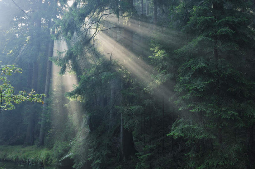 无人,横图,室外,白天,正面,旅游,度假,日出,美景,森林,树林,太阳,植物,雾,德国,欧洲,阴影,朦胧,梦幻,模糊,发光,光束,光线,影子,景观,树桩,朝霞,晨曦,光亮,黎明,娱乐,树,树干,树木,绿色,阳光,自然,享受,休闲,木桩,景色,放松,生长,成长,迷雾,未来,西欧,发亮,自然风光,憧憬,德意志联邦共和国,巴伐利亚,巴伐利亚州,拜恩州,拜恩自由州,朝阳,大雾,彩图,破晓