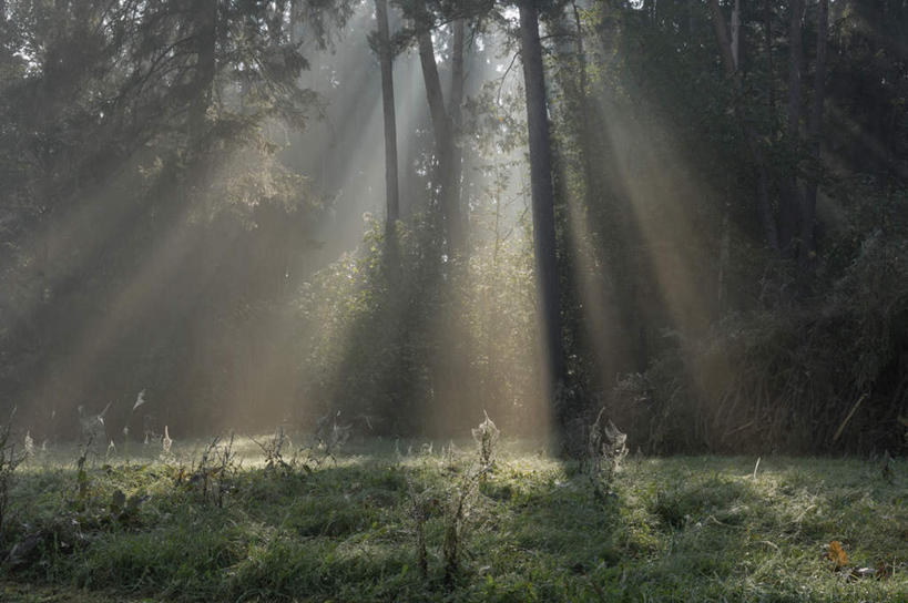 无人,横图,室外,白天,正面,旅游,度假,日出,美景,森林,树林,太阳,植物,雾,德国,欧洲,阴影,朦胧,梦幻,模糊,发光,光束,光线,影子,景观,树桩,朝霞,晨曦,光亮,黎明,娱乐,树,树干,树木,绿色,阳光,自然,享受,休闲,木桩,景色,放松,生长,成长,迷雾,未来,西欧,发亮,自然风光,憧憬,德意志联邦共和国,巴伐利亚,巴伐利亚州,拜恩州,拜恩自由州,朝阳,大雾,彩图,破晓