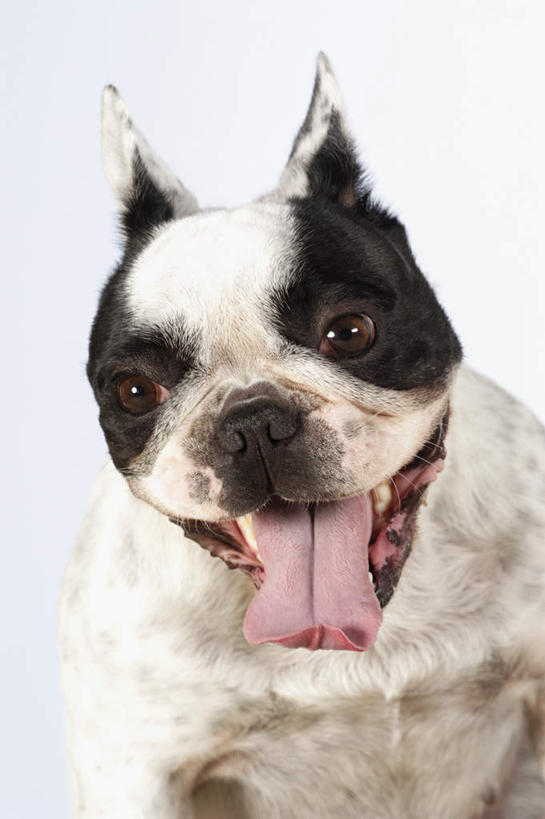 头,牙齿,无人,站,竖图,室内,特写,白天,白色背景,正面,宠物,狗,梗犬,注视,波士顿犬,吐舌头,一只,白色,黑色,动物,观察,看,伸舌头,站着,张嘴,吐舌,可爱,摄影,影棚,观看,察看,关注,张大嘴巴,波士顿狗,忠诚,波士顿更,波士顿梗,波士顿梗犬,头部,齿,牙,牙龈,张开嘴,犬,站立,半身,彩图,影棚拍摄,拍摄