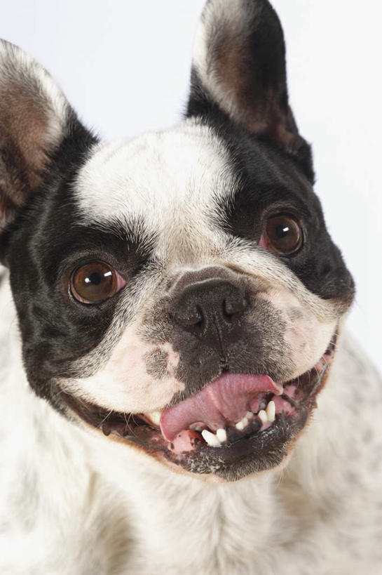头,牙齿,无人,站,竖图,室内,特写,白天,白色背景,正面,宠物,狗,梗犬,注视,波士顿犬,吐舌头,一只,白色,黑色,动物,观察,看,伸舌头,站着,张嘴,吐舌,可爱,摄影,影棚,观看,察看,关注,张大嘴巴,波士顿狗,忠诚,波士顿更,波士顿梗,波士顿梗犬,头部,齿,牙,牙龈,张开嘴,犬,站立,半身,彩图,影棚拍摄,拍摄