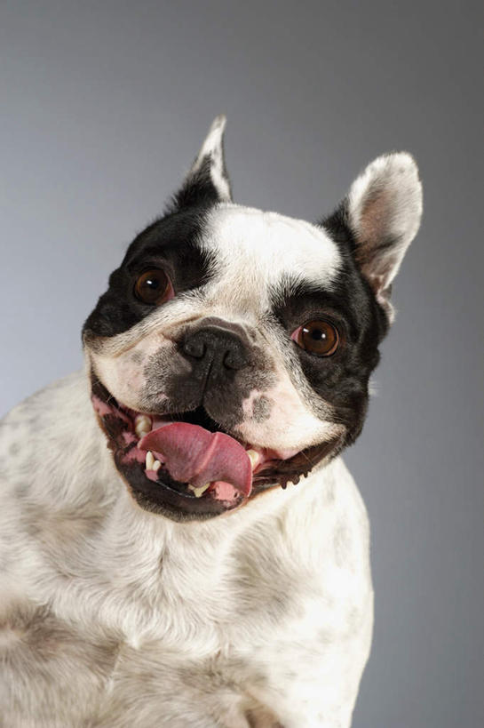 头,牙齿,无人,站,竖图,俯视,室内,特写,白天,宠物,狗,灰色背景,梗犬,注视,波士顿犬,吐舌头,一只,白色,黑色,动物,观察,看,伸舌头,站着,张嘴,吐舌,可爱,摄影,影棚,观看,察看,关注,张大嘴巴,波士顿狗,忠诚,波士顿更,波士顿梗,波士顿梗犬,头部,齿,牙,牙龈,张开嘴,犬,站立,半身,彩图,高角度拍摄,影棚拍摄,拍摄