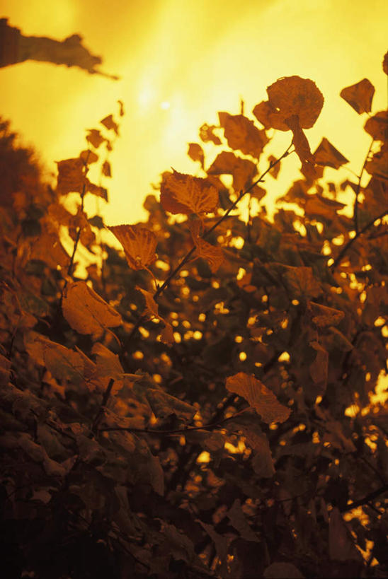 无人,竖图,室外,白天,正面,旅游,度假,美景,日落,叶子,纽约,美国,朦胧,模糊,盛开,景观,晚霞,霞光,落日,绿叶,背光,花蕾,娱乐,花,花瓣,花朵,鲜花,自然,黄昏,花苞,花蕊,享受,休闲,嫩叶,景色,彩霞,放松,北美,北美洲,自然风光,美洲,逆光,纽约州,帝国之州,帝国州,北亚美利加洲,亚美利加洲,夕照,叶,叶片,夕阳,彩图,斜阳