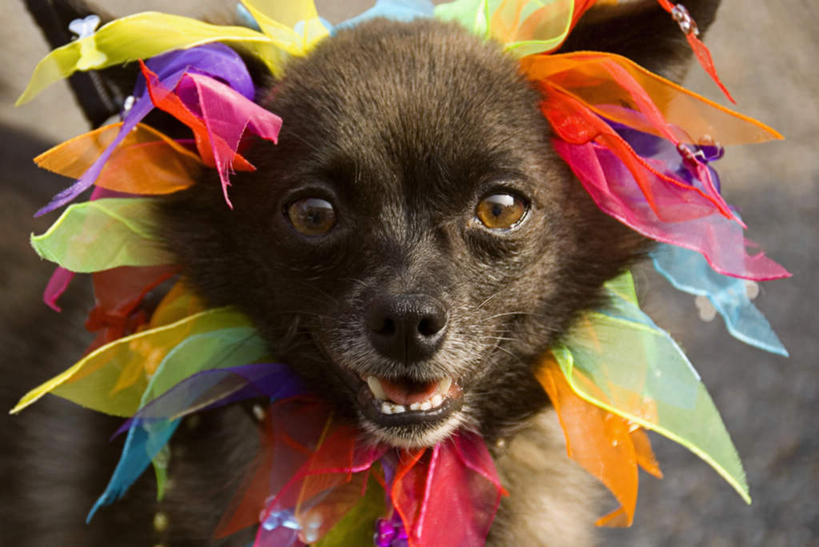 无人,站,横图,俯视,彩色,室外,特写,白天,爱情,宠物,狗,旗帜,装饰,丝绸,丝带,缎带,浪漫,注视,旗子,绸带,一只,黑色,动物,观察,看,站着,张嘴,温暖,温馨,恩爱,可爱,恋人,观看,五颜六色,华丽,修饰,色彩斑斓,点缀,和睦,察看,关注,同性恋,五彩缤纷,张大嘴巴,忠诚,衬托,美观,雅致,雅观,五彩斑斓,旌旗,旗号,五光十色,情侣,张开嘴,犬,站立,半身,彩图,高角度拍摄,彩虹旗,伴侣,融洽