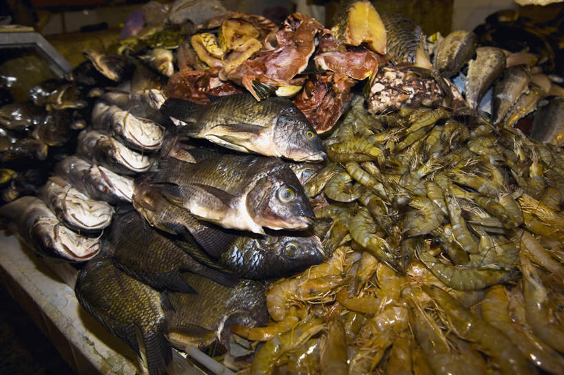 海鲜,龙虾,无人,横图,俯视,室内,特写,白天,购物,消费,一堆,许多,堆叠,堆积,鱼,虾,集市,市场,很多,水产,鱼类,海洋生物,金融,堆,死亡,水生动物,海产品,水生物,选购,贸易,海底动物,殒命,灭亡,半身,彩图,高角度拍摄,鱼市