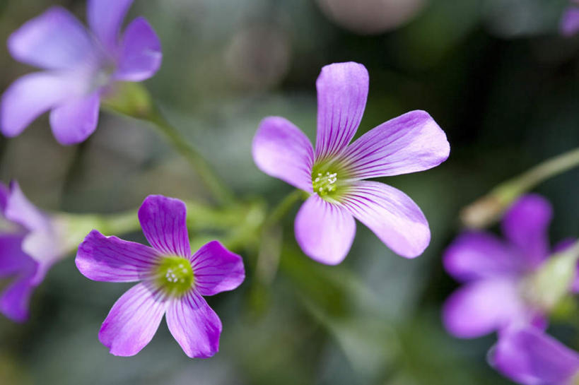 无人,横图,俯视,室外,特写,白天,神秘,花海,花圃,植物,叶子,朦胧,模糊,盛开,花蕾,花,花瓣,花朵,花卉,鲜花,绿色,紫色,花丛,花束,花田,花苞,花蕊,优美,庄重,高贵,消极,斑鸠酸,酢浆草,钩钩草,三叶酸,酸浆草,酸咪咪,酸酸草,冷色,孤寂,彩图,高角度拍摄,奢华