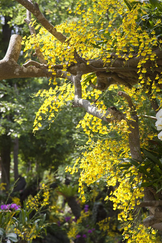 无人,竖图,室外,白天,正面,植物,文心兰,朦胧,模糊,盛开,透明,枝条,辉煌,花蕾,花,花瓣,花朵,鲜花,树,树木,树枝,黄色,花苞,花蕊,健康,活泼,希望,暖色,隐藏,光辉,爱恋,光明,功名,轻快,虬枝,枝杈,跳舞兰,瘤瓣兰,金蝶兰,彩图