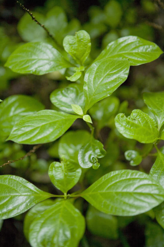 无人,竖图,俯视,室外,特写,白天,植物,叶子,朦胧,模糊,新鲜,纹理,绿叶,草药,药草,中药,绿色,嫩叶,青春,生命,药材,中草药,和平,安详,中药材,本草,肌理,冷色,叶,叶片,叶脉,彩图,高角度拍摄,牛膝