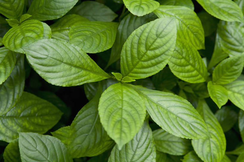 无人,横图,俯视,室内,特写,白天,植物,叶子,新鲜,纹理,绿叶,草药,药草,中药,绿色,嫩叶,青春,生命,药材,中草药,和平,安详,中药材,本草,板蓝根,肌理,冷色,叶,叶片,叶脉,彩图,高角度拍摄,大青根,靛青根,蓝靛根