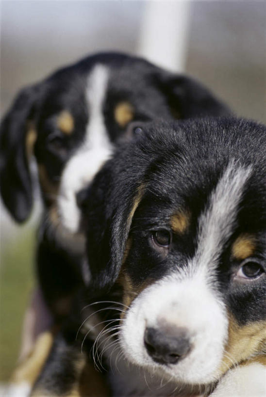 头,无人,竖图,室外,特写,白天,正面,宠物,狗,朦胧,模糊,注视,黑色,动物,观察,看,两只,可爱,观看,察看,关注,忠诚,头部,犬,半身,彩图