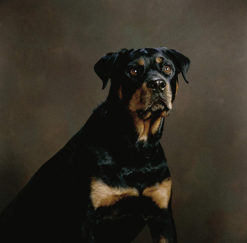无人,坐,横图,室内,白天,正面,宠物,狗,阴影,黑色背景,反射,影子,注视,一只,动物,观察,看,可爱,摄影,影棚,观看,察看,关注,忠诚,罗威纳,罗威纳犬,洛威拿,罗特韦尔犬,犬,坐着,半身,彩图,影棚拍摄,拍摄