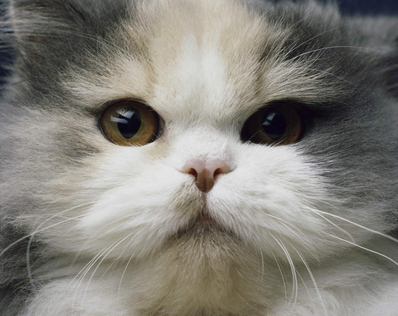 头,无人,横图,室内,特写,白天,正面,宠物,猫,注视,一只,动物,观察,看,可爱,观看,察看,关注,猫咪,头部,半身,彩图