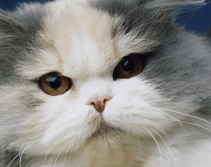 头,无人,横图,室内,特写,白天,正面,宠物,猫,注视,一只,动物,观察,看,可爱,观看,察看,关注,猫咪,头部,半身,彩图