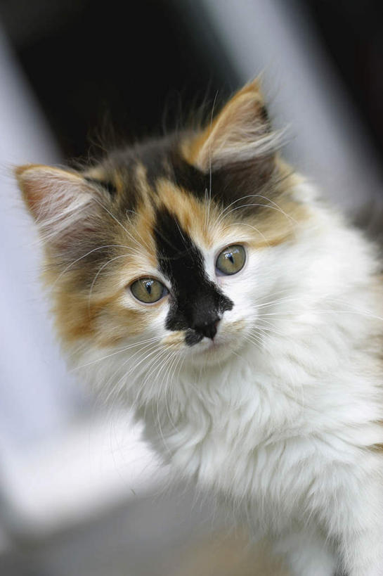 头,无人,站,竖图,室内,特写,白天,正面,宠物,猫,朦胧,模糊,注视,一只,动物,观察,看,站着,可爱,观看,察看,关注,猫咪,头部,站立,半身,彩图