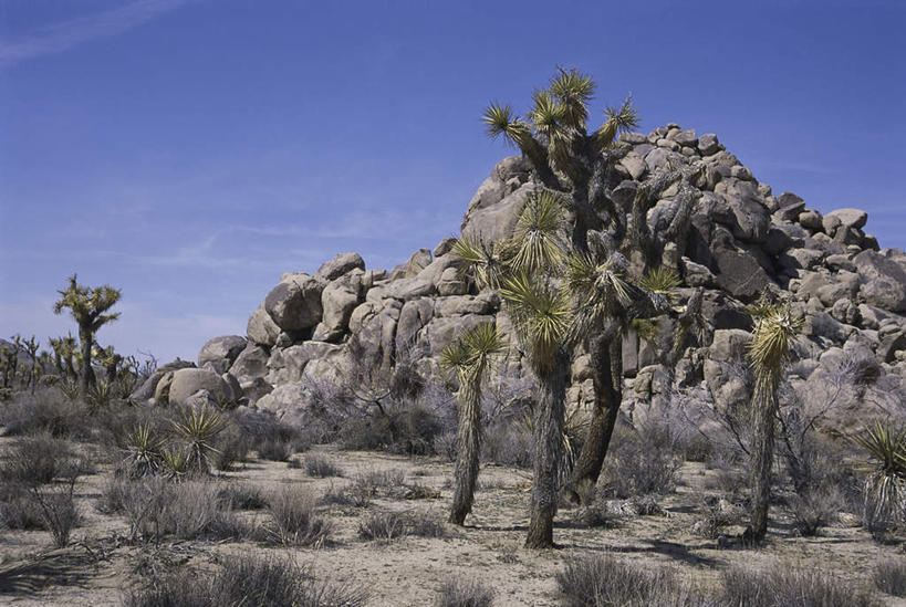 无人,公园,横图,室外,白天,正面,旅游,度假,石头,美景,山,山脉,植物,棕榈树,叶子,美国,石子,景观,山峰,云,云朵,绿叶,山峦,云彩,娱乐,树,树木,蓝色,绿色,白云,蓝天,天空,自然,群山,天,享受,休闲,嫩叶,景色,放松,生长,晴朗,成长,北美,北美洲,国家公园,加利福尼亚,自然风光,美洲,棕榈叶,加州,加利福尼亚州,金州,黄金州,北亚美利加洲,亚美利加洲,约书亚树国家公园,叶,叶片,石块,岩石,晴空,彩图