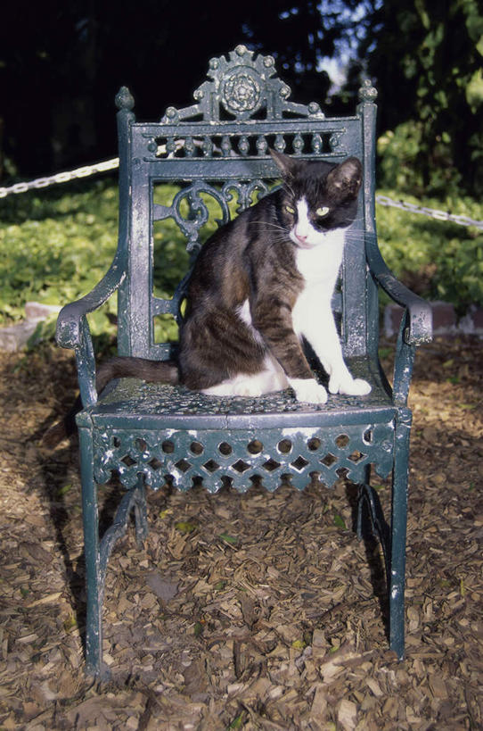 无人,坐,竖图,室外,白天,侧面,草地,草坪,岛屿,美景,植物,宠物,猫,叶子,椅子,美国,阴影,光线,影子,景观,枯叶,落叶,扭头,注视,草,一只,绿色,阳光,自然,动物,观察,看,转头,景色,可爱,观看,察看,北美,北美洲,关注,自然风光,美洲,猫咪,佛罗里达,佛罗里达州,佛州,阳光州,北亚美利加洲,亚美利加洲,叶,叶片,列岛,群岛,诸岛,坐着,彩图,全身,基韦斯特,基维斯特,西礁岛