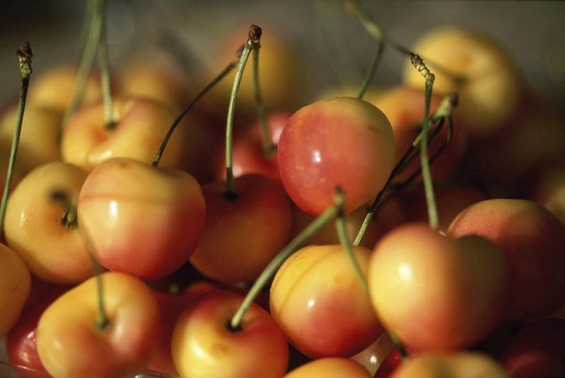 无人,横图,俯视,室内,特写,白天,餐桌,桌子,樱桃,水果,一堆,许多,阴影,堆叠,堆积,朦胧,模糊,新鲜,反射,影子,生食,食品,果实,很多,食物,黄色,红色,摄影,有机食品,绿色食品,影棚,餐台,堆,樱珠,莺桃,英桃,楔桃,牛桃,荆桃,彩图,高角度拍摄,影棚拍摄,拍摄