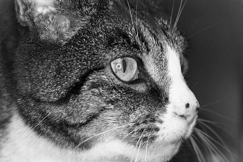 头,无人,横图,黑白,室内,特写,白天,正面,宠物,猫,阴影,条纹,朦胧,模糊,反射,影子,注视,一只,动物,观察,看,可爱,观看,察看,关注,猫咪,头部,半身