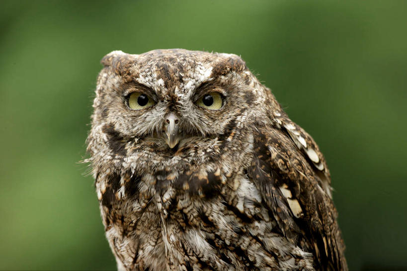 无人,站,横图,室外,特写,白天,正面,美景,植物,猫头鹰,鸟,野生动物,朦胧,模糊,鸟类,景观,棕色,注视,树,树木,一只,绿色,自然,动物,观察,看,站着,景色,生长,成长,观看,察看,关注,自然风光,凶猛,长耳枭,残暴,凶残,鸮,枭,站立,半身,彩图