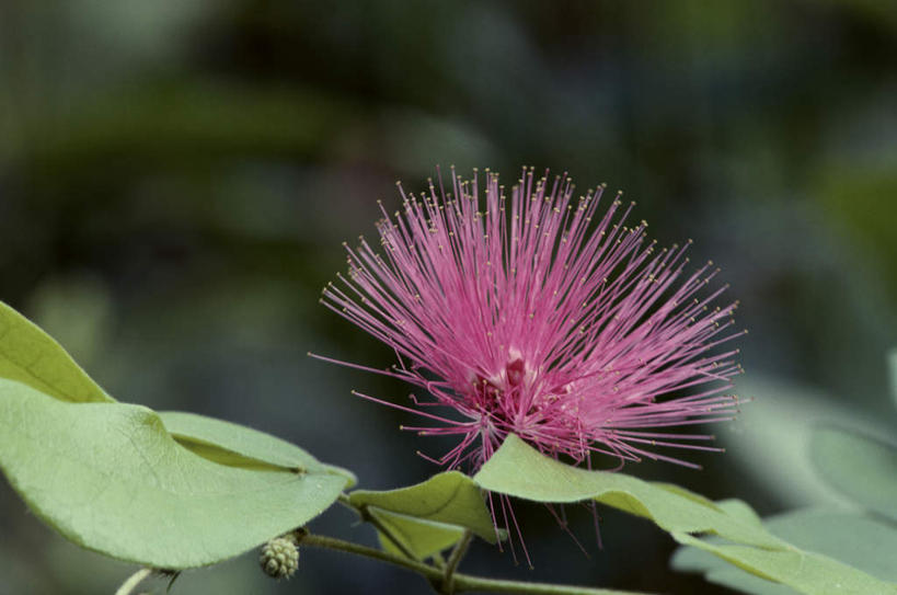 无人,横图,室外,特写,白天,正面,美景,植物,叶子,阴影,朦胧,模糊,盛开,光线,影子,景观,绿叶,花蕾,花,花瓣,花朵,鲜花,树,树木,一朵,粉色,绿色,阳光,自然,花苞,花蕊,嫩叶,景色,生长,成长,自然风光,仲尼,叶,叶片,彩图,岗菍,红千层,棯子,稔子树,山菍,山棯,桃金娘,桃娘