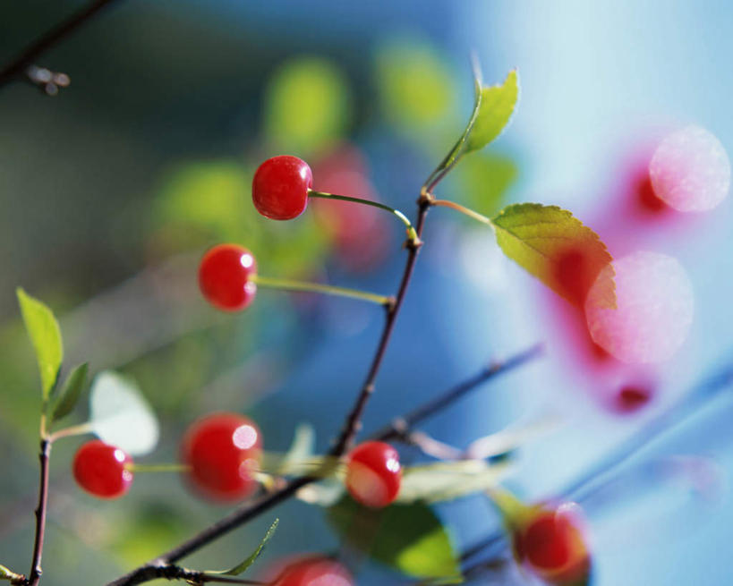 无人,横图,室外,特写,白天,正面,植物,樱桃,水果,叶子,阴影,朦胧,模糊,新鲜,光线,纹理,影子,生食,食品,果实,绿叶,枝条,树,树木,树枝,食物,红色,绿色,阳光,嫩叶,有机食品,绿色食品,肌理,虬枝,枝杈,叶,叶片,叶脉,樱珠,莺桃,英桃,楔桃,牛桃,荆桃,彩图,欧洲酸樱桃,酸樱桃