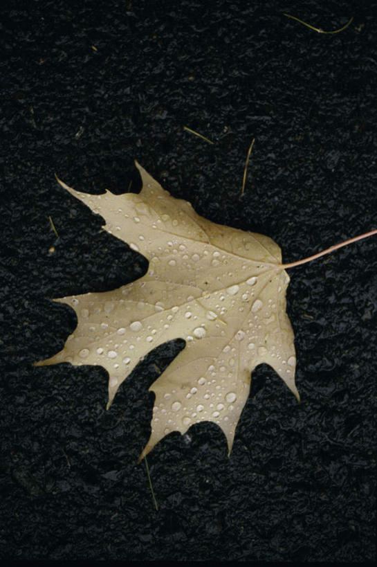 无人,竖图,俯视,室外,特写,白天,美景,水,露水,叶子,一片,透明,液体,景观,泥土,水滴,土壤,枫叶,枯叶,落叶,水珠,黄色,红色,自然,露珠,景色,生机,枫树叶,剔透,自然风光,灵动,通明,叶,叶片,彩图,高角度拍摄,晶莹
