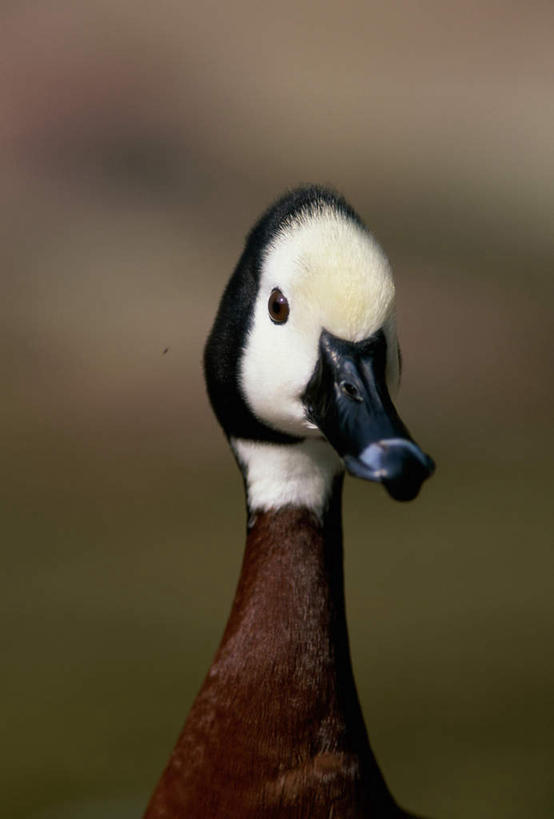 头,无人,站,竖图,室外,特写,白天,正面,美景,鸟,阴影,朦胧,模糊,光线,鸟类,影子,景观,注视,一只,阳光,自然,观察,看,站着,景色,观看,察看,关注,自然风光,白脸树鸭,树鸭,头部,站立,半身,彩图