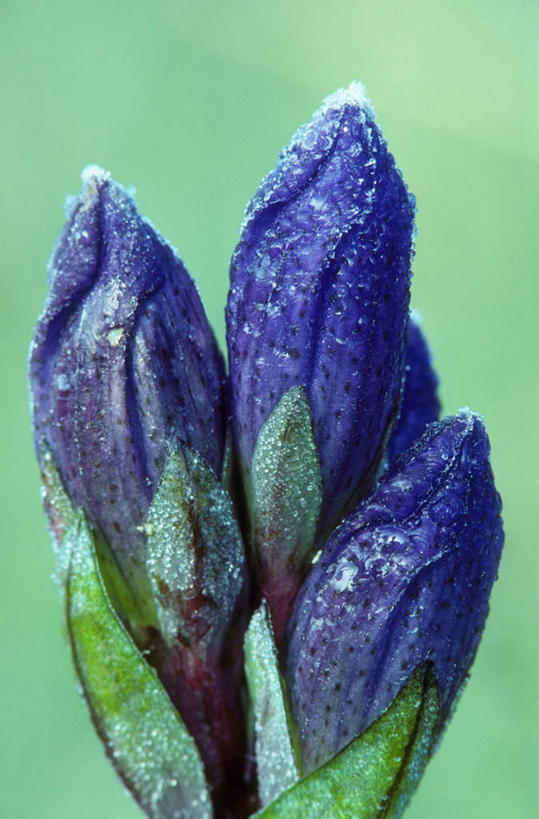 无人,竖图,室外,特写,白天,正面,美国,盛开,花蕾,花,花瓣,花朵,鲜花,蓝色,花苞,花蕊,北美,北美洲,美洲,俄勒冈州,俄勒冈,北亚美利加洲,亚美利加洲,落日之州,水獭之州,海狸州,仲尼,彩图,岗菍,棯子,稔子树,山菍,山棯,桃金娘,桃娘,朝天罐,倒水莲,罐子草,假朝天罐,金锦香,阔叶金锦香