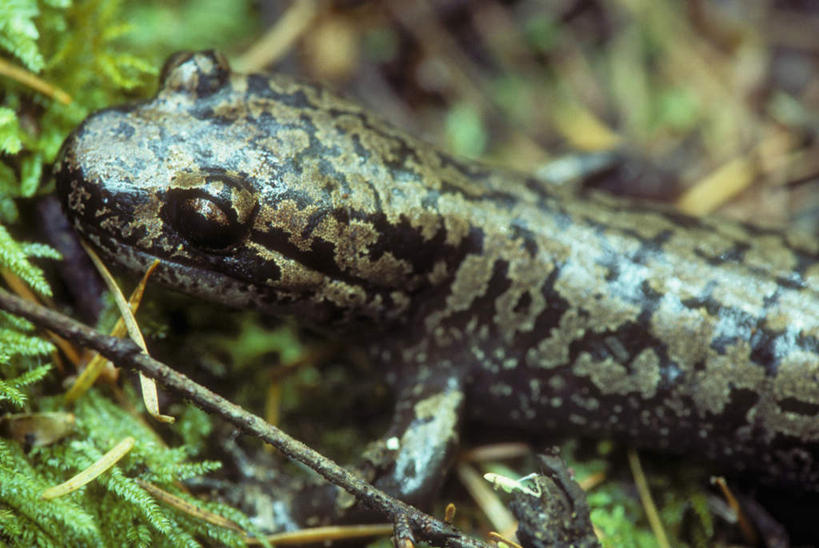 无人,横图,俯视,室外,特写,白天,植物,野生动物,叶子,美国,朦胧,模糊,纹理,绿叶,注视,一只,绿色,动物,观察,看,嫩叶,可爱,活泼,观看,察看,北美,北美洲,关注,美洲,俄勒冈州,肌理,俄勒冈,北亚美利加洲,亚美利加洲,落日之州,水獭之州,海狸州,大鲵,大鲵鱼,孩儿鱼,脚鱼,腊狗,啼鱼,叶,叶片,叶脉,娃娃鱼,半身,彩图,高角度拍摄,太平洋大鲵