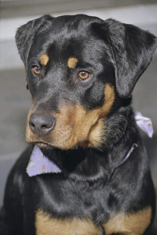 头,无人,站,竖图,室外,特写,白天,正面,美景,宠物,狗,阴影,朦胧,模糊,反射,影子,景观,注视,一只,自然,动物,观察,看,站着,景色,可爱,观看,察看,关注,自然风光,忠诚,罗威纳,罗威纳犬,洛威拿,罗特韦尔犬,头部,犬,站立,半身,彩图