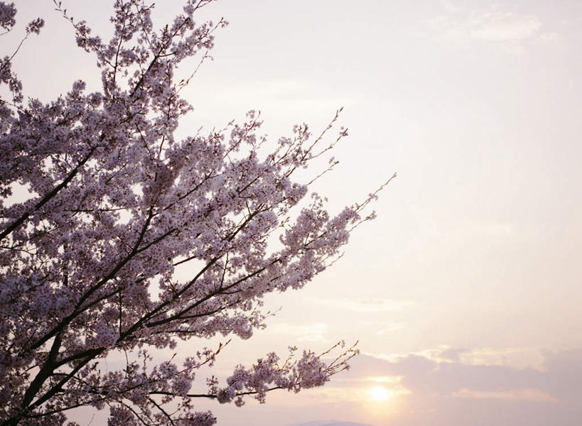 无人,横图,室外,白天,仰视,旅游,度假,幸福,纯洁,美景,日落,太阳,植物,樱花,阴影,盛开,光线,影子,景观,晚霞,霞光,云,云朵,落日,枝条,花蕾,云彩,娱乐,花,花瓣,花朵,鲜花,树,树木,树枝,白云,阳光,自然,黄昏,花苞,花蕊,享受,休闲,景色,彩霞,放松,等待,生命,自然风光,仙樱花,福岛樱,青肤樱,高尚,热烈,夕照,虬枝,枝杈,夕阳,荆桃,彩图,低角度拍摄,斜阳