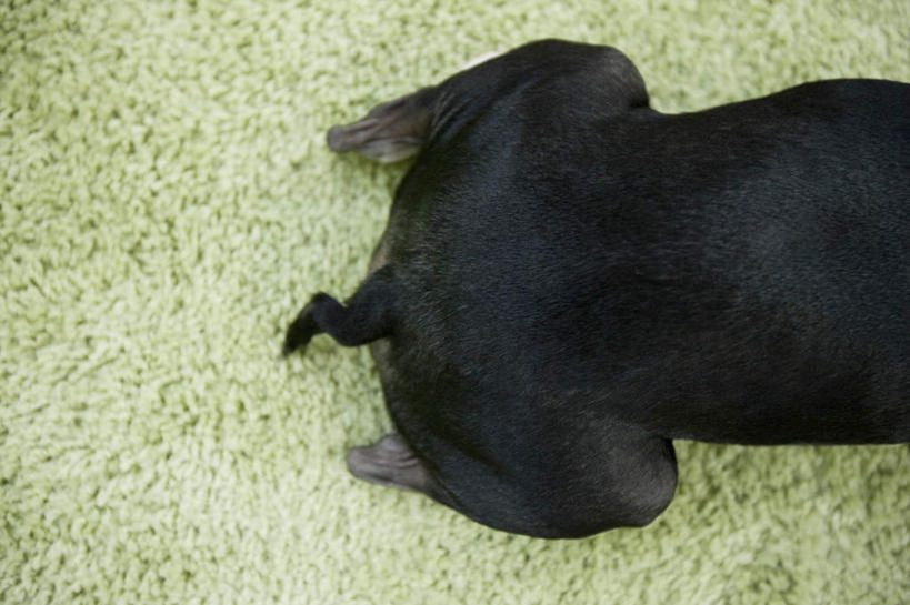 无人,躺,横图,俯视,室内,特写,白天,地毯,宠物,狗,装饰,编织,尾巴,手工艺品,织物,梗犬,波士顿犬,一只,绿色,黑色,动物,工艺品,可爱,华丽,修饰,点缀,波士顿狗,忠诚,衬托,美观,雅致,雅观,波士顿更,波士顿梗,波士顿梗犬,卧着,犬,躺着,卧,半身,彩图,高角度拍摄