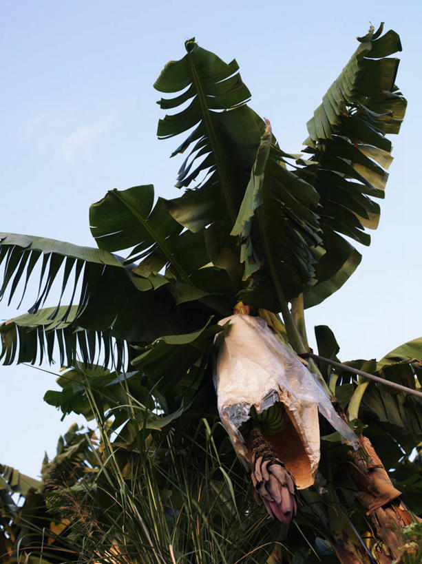 无人,竖图,室外,白天,仰视,旅游,度假,美景,植物,香蕉,水果,土耳其,亚洲,阴影,新鲜,光线,影子,景观,云,云朵,生食,食品,果实,果树,香蕉树,云彩,娱乐,树,树木,食物,蓝色,绿色,白云,蓝天,天空,阳光,自然,天,享受,休闲,景色,放松,有机食品,绿色食品,生长,晴朗,成长,自然风光,西亚,晴空,甘蕉,彩图,低角度拍摄,土耳其共和国