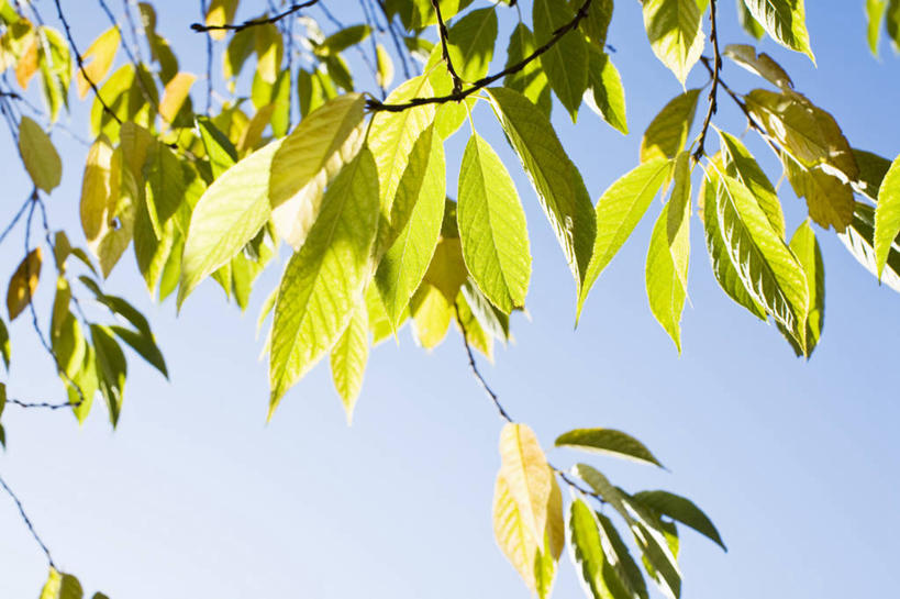 无人,横图,室外,特写,白天,仰视,美景,植物,叶子,阴影,光线,影子,景观,绿叶,枝条,树,树木,树枝,蓝色,蓝天,天空,阳光,自然,天,嫩叶,景色,晴朗,自然风光,万里无云,虬枝,枝杈,叶,叶片,晴空,晴空万里,彩图,低角度拍摄