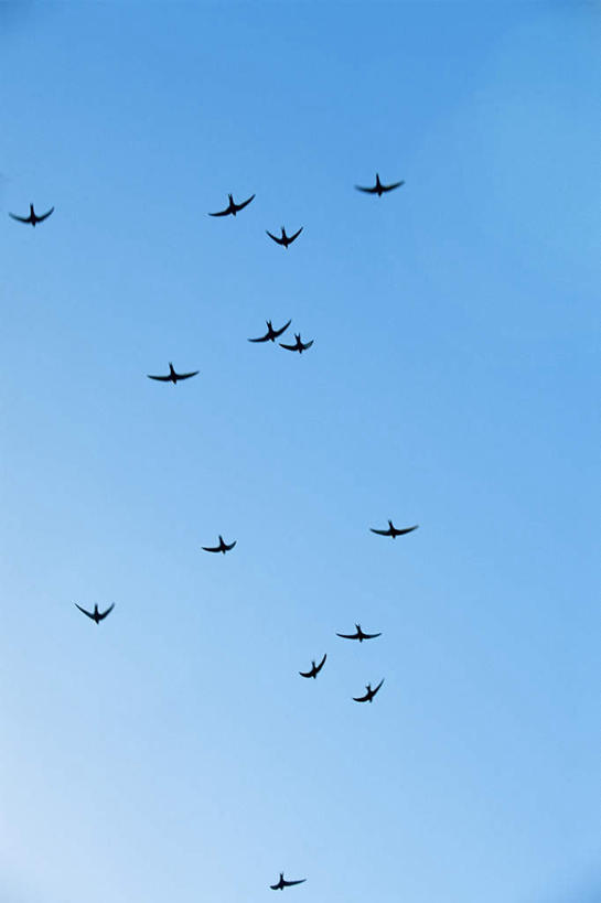 无人,竖图,室外,白天,仰视,旅游,度假,美景,鸟,野生动物,许多,阴影,飞行,光线,大雁,鸟类,影子,景观,娱乐,蓝色,蓝天,天空,阳光,自然,动物,天,享受,休闲,景色,放松,可爱,活泼,晴朗,搬家,迁移,自然风光,万里无云,迁居,乔迁,搬迁,晴空,晴空万里,彩图,低角度拍摄