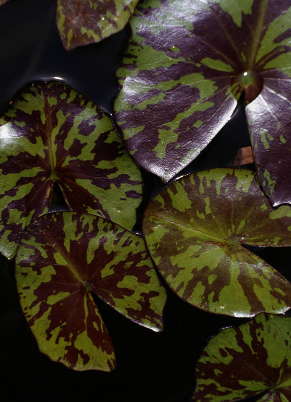 无人,竖图,俯视,室外,特写,白天,湖,湖泊,美景,水,睡莲,叶子,阴影,反射,影子,湖面,景观,水流,水面,荷叶,自然,湖水,景色,自然风光,纯真,妖艳,莲叶,水芹花,抒情,洁净,水洋花,小莲花,子午莲,叶,叶片,彩图,高角度拍摄