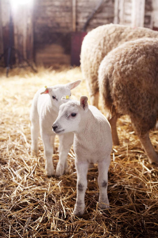 无人,站,竖图,室内,白天,正面,植物,羊,四只,阴影,枯萎,光线,木制,影子,墙,灯光,棕色,枯草,草棚,墙壁,墙面,草,黄色,白色,动物,木制品,站着,家畜,牲畜,绵羊,站立,半身,彩图