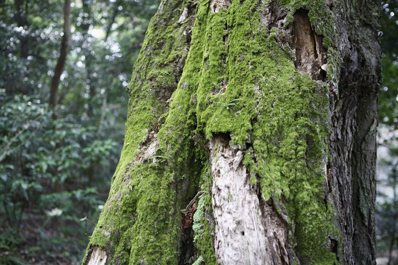 无人,横图,室外,特写,白天,美景,景观,苔藓,树,树干,自然,景色,放松,摄影,宁静,环境,简单,自然风光,橡树,纯净,环境保护,槲树,彩图,林区