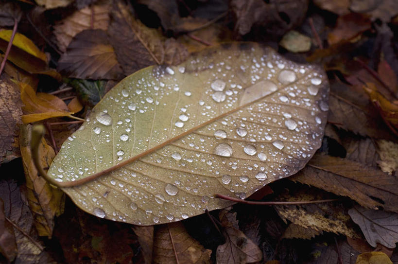 无人,横图,俯视,室外,特写,白天,美景,水,露水,叶子,一片,朦胧,模糊,透明,液体,景观,水滴,枯叶,落叶,水珠,自然,露珠,景色,生机,剔透,自然风光,灵动,通明,叶,叶片,彩图,高角度拍摄,晶莹