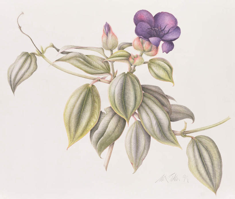 无人,横图,室内,白天,白色背景,正面,绘画,植物,叶子,艺术,盛开,纹理,绿叶,古典,花蕾,文化,花,花瓣,花朵,鲜花,绿色,紫色,工艺品,花苞,花蕊,品味,嫩叶,美术,高雅,肌理,美学,野牡丹,猪母草,巴西野牡丹,蒂牡丹,蒂牡花,艳紫野牡丹,紫花野牡丹,叶,叶片,叶脉,彩图