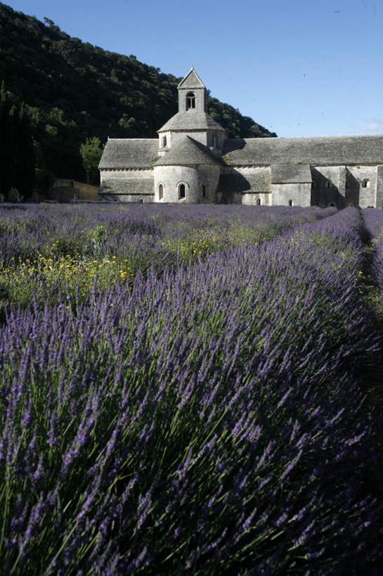 无人,竖图,室外,白天,正面,爱情,旅游,度假,花海,花圃,森林,树林,植物,标志建筑,地标,建筑,叶子,法国,欧洲,阴影,节日,盛开,光线,影子,浪漫,花蕾,文化,娱乐,建设,花,花瓣,花朵,花卉,鲜花,树,树木,蓝色,绿色,蓝天,天空,阳光,自然,香草,花丛,花束,花田,天,花苞,花蕊,薰衣草,祈祷,享受,休闲,健康,旅游胜地,放松,许愿,宗教,信仰,生长,晴朗,成长,纪念,祈求,基督教,沃克吕兹省,天主教,修道院,呼吸,信念,万里无云,法兰西共和国,灵香草,黄香草,法兰西第五共和国,奇迹,普罗旺斯.阿尔卑斯.蓝色海岸,神学院,修院,隐修院,塞南克修道院,平安,晴空,晴空万里,彩图