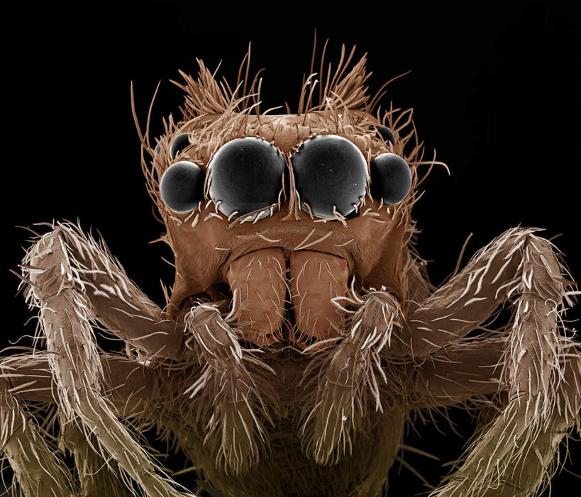 无人,站,横图,俯视,室内,特写,白天,仪器,黑色背景,检查,反射,分析,科学,昆虫,蜘蛛,显微镜,注视,一只,动物,观察,看,站着,清晰,探索,放大,观看,仔细,透镜,察看,毛发,凸透镜,聚焦,八脚螅,关注,节肢动物,益虫,光学,清楚,波丝,跳蛛,蝇虎,站立,彩图,高角度拍摄,全身