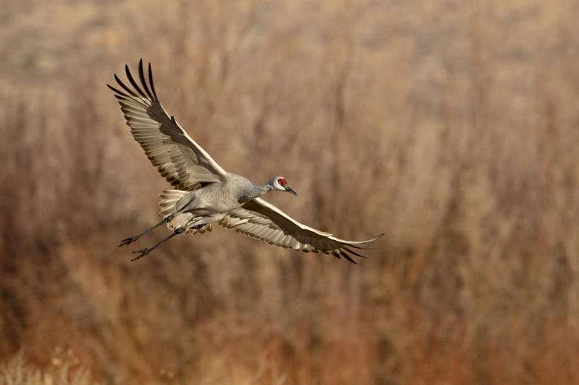 无人,横图,室外,白天,正面,旅游,度假,美景,树林,植物,鸟,美国,飞翔,伸展,张开,展翅,阴影,朦胧,模糊,飞行,光线,翅膀,鸟类,影子,景观,翱翔,注视,娱乐,飞舞,树,树木,绿色,阳光,自然,观察,看,享受,休闲,景色,放松,生长,成长,观看,察看,北美,北美洲,关注,自然风光,美洲,张开翅膀,新墨西哥,新墨西哥州,北亚美利加洲,亚美利加洲,迷人之地,迷人之州,遨游,漫游,沙丘鹤,展开翅膀,加拿大鹤,棕鹤,彩图,全身