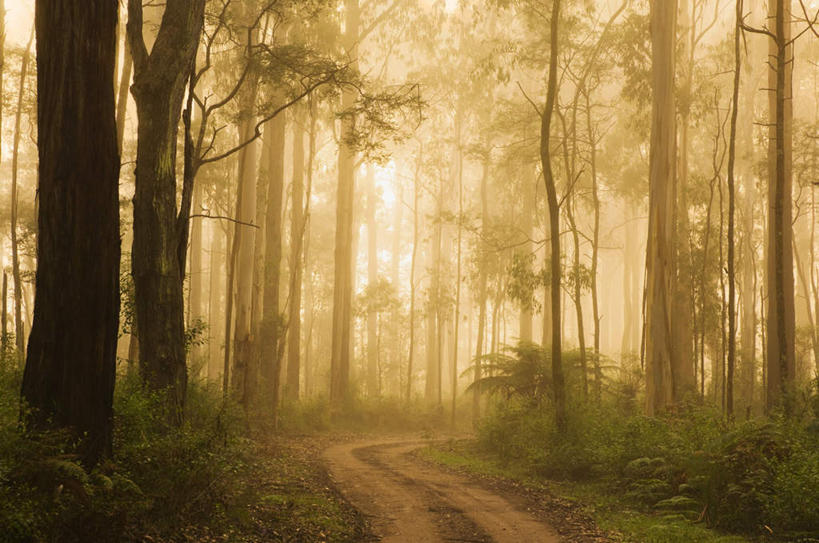无人,横图,室外,白天,正面,旅游,度假,草地,草坪,日出,美景,森林,树林,太阳,植物,雾,道路,路,澳大利亚,朦胧,模糊,景观,小路,树桩,枝条,交通,朝霞,晨曦,黎明,背光,娱乐,草,树,树干,树木,树枝,绿色,阳光,自然,享受,休闲,木桩,景色,放松,乡间小路,生长,成长,迷雾,自然风光,大洋洲,澳洲,逆光,南方大陆,澳大利亚联邦,虬枝,枝杈,朝阳,大雾,彩图,破晓