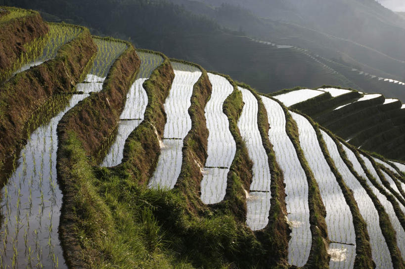 无人,农田,横图,俯视,室外,白天,旅游,度假,庄稼,梯田,农作物,草地,草坪,石头,美景,山,山脉,植物,中国,亚洲,阴影,曲折,弯曲,光线,石子,影子,景观,山峰,山峦,娱乐,草,树,树木,绿色,阳光,自然,群山,享受,休闲,景色,放松,蜿蜒,生长,成长,广西,自然风光,东亚,龙胜,龙脊梯田,广西壮族自治区,中华人民共和国,桂,华南地区,龙胜各族自治县,和平乡,龙胜梯田,平安村,石块,岩石,彩图,高角度拍摄,耕地,庄稼田