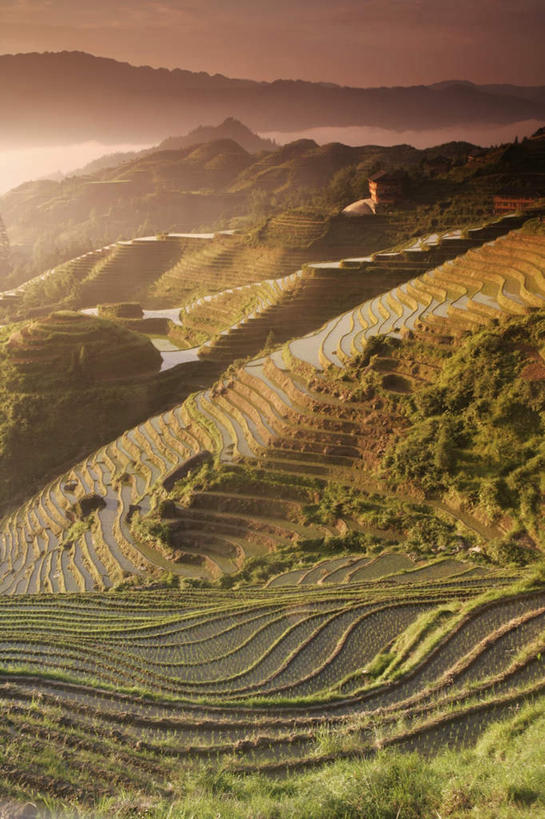 无人,农田,竖图,俯视,室外,白天,旅游,度假,庄稼,梯田,农作物,草地,草坪,石头,美景,日落,山,山脉,植物,雾,中国,亚洲,朦胧,模糊,曲折,弯曲,石子,景观,山峰,晚霞,霞光,落日,山峦,娱乐,草,树,树木,绿色,自然,黄昏,群山,享受,休闲,景色,彩霞,放松,蜿蜒,生长,成长,广西,迷雾,自然风光,东亚,龙胜,龙脊梯田,广西壮族自治区,中华人民共和国,桂,华南地区,夕照,龙胜各族自治县,和平乡,龙胜梯田,平安村,石块,岩石,大雾,夕阳,彩图,高角度拍摄,耕地,庄稼田,斜阳