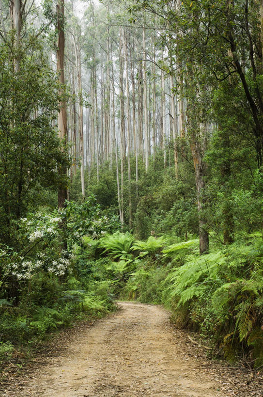 无人,竖图,室外,白天,正面,旅游,度假,美景,树林,植物,道路,路,澳大利亚,阴影,生气,曲折,弯曲,光线,影子,景观,小路,交通,娱乐,树,树木,绿色,阳光,自然,享受,休闲,景色,放松,活力,蜿蜒,乡间小路,茂盛,生长,成长,生机,繁茂,自然风光,大洋洲,澳洲,南方大陆,兴旺,澳大利亚联邦,昌盛,维多利亚,维多利亚州,昌隆,畅旺,发达,蕃芜,繁盛,富强,隆盛,蓬勃,旺盛,兴隆,兴盛,郁勃,活气,彩图