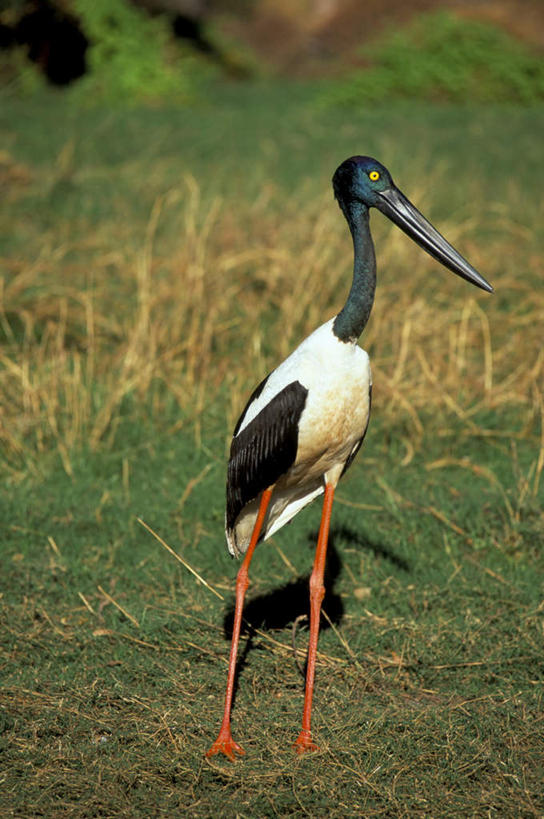无人,站,竖图,室外,特写,白天,正面,旅游,度假,草地,草原,美景,植物,鸟,澳大利亚,阴影,光线,鸟类,影子,景观,旷野,注视,娱乐,草,一只,绿色,白色,黑色,阳光,自然,观察,看,站着,享受,休闲,景色,放松,观看,察看,鹳,关注,自然风光,原野,大洋洲,澳洲,南方大陆,澳大利亚联邦,西澳大利亚,西澳大利亚州,黑颈鹳,站立,彩图,全身