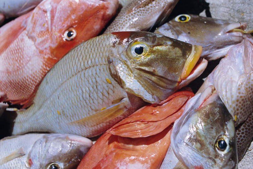 海鲜,无人,横图,俯视,室外,特写,白天,旅游,度假,兴奋,热情,美景,非洲,塞舌尔,许多,阴影,堆积,光线,鱼,影子,景观,很多,开放,娱乐,水产,鱼类,海洋生物,红色,阳光,自然,享受,休闲,健康,温暖,景色,奔放,放松,活力,积极,激情,朝气,暖色,吉祥,生命,自然风光,聚集,水生动物,海产品,水生物,饱满,积累,海底动物,塞舌尔共和国,革命,阿非利加洲,热烈,赤色,充实,斗志,喜气,主动,东非,聚积,沉积,堆集,普拉斯林岛,彩图,高角度拍摄,全身,欢乐